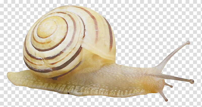 snails and slugs snail lymnaeidae sea snail shell, Watercolor, Paint, Wet Ink, Conch, Bivalve transparent background PNG clipart