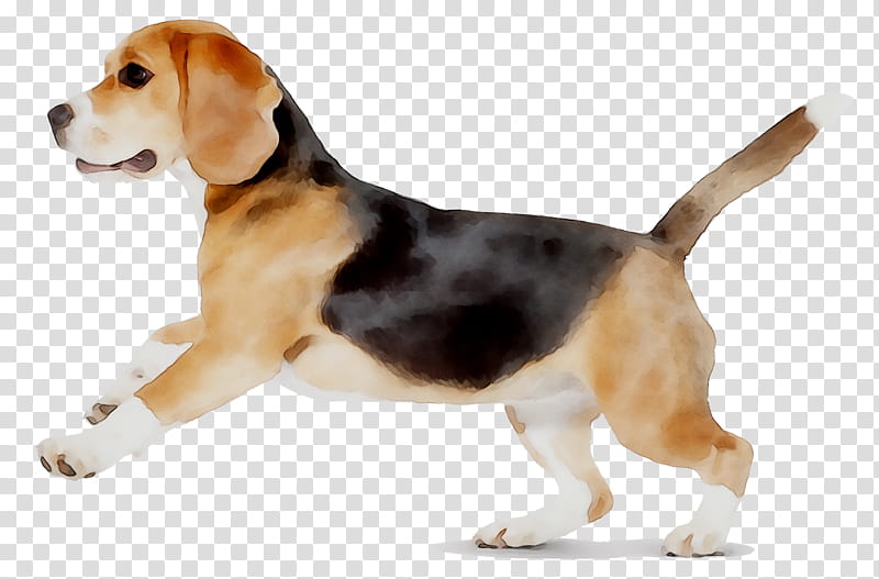 Dog, Beagle, Harrier, Beagleharrier, English Foxhound, Finnish Hound, Hamilton Hound, Estonian Hound transparent background PNG clipart