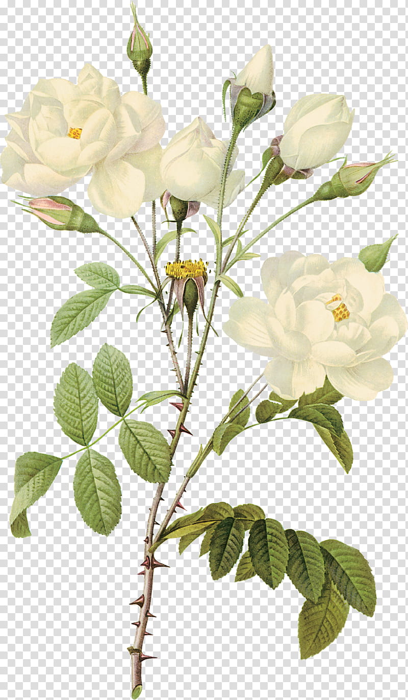 FLOWER , white-petaled flowers transparent background PNG clipart