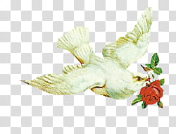 , green bird and red rose flower illustration transparent background PNG clipart