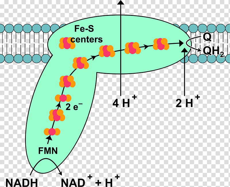 Tree Leaf, Respiratory Complex I, Oxidative Phosphorylation, Redox, Protein Complex, Cytochrome C Oxidase, Electron Transport Chain, Cellular Respiration transparent background PNG clipart