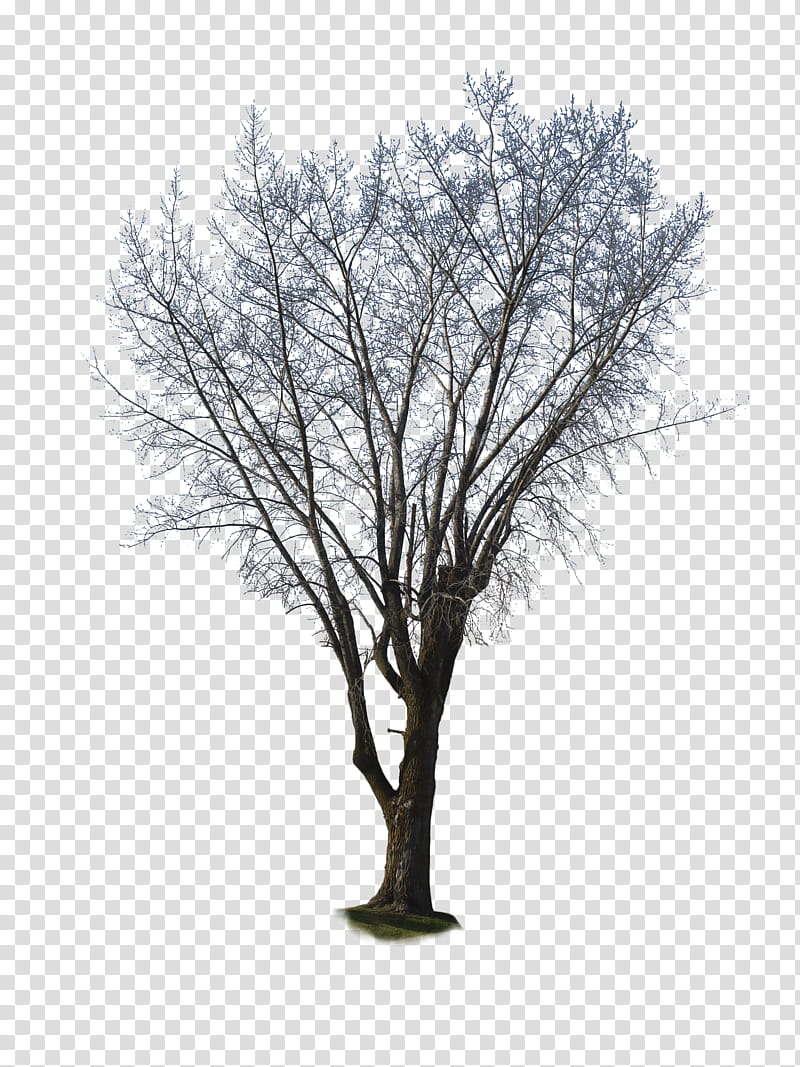 Tree  , black bare tree transparent background PNG clipart
