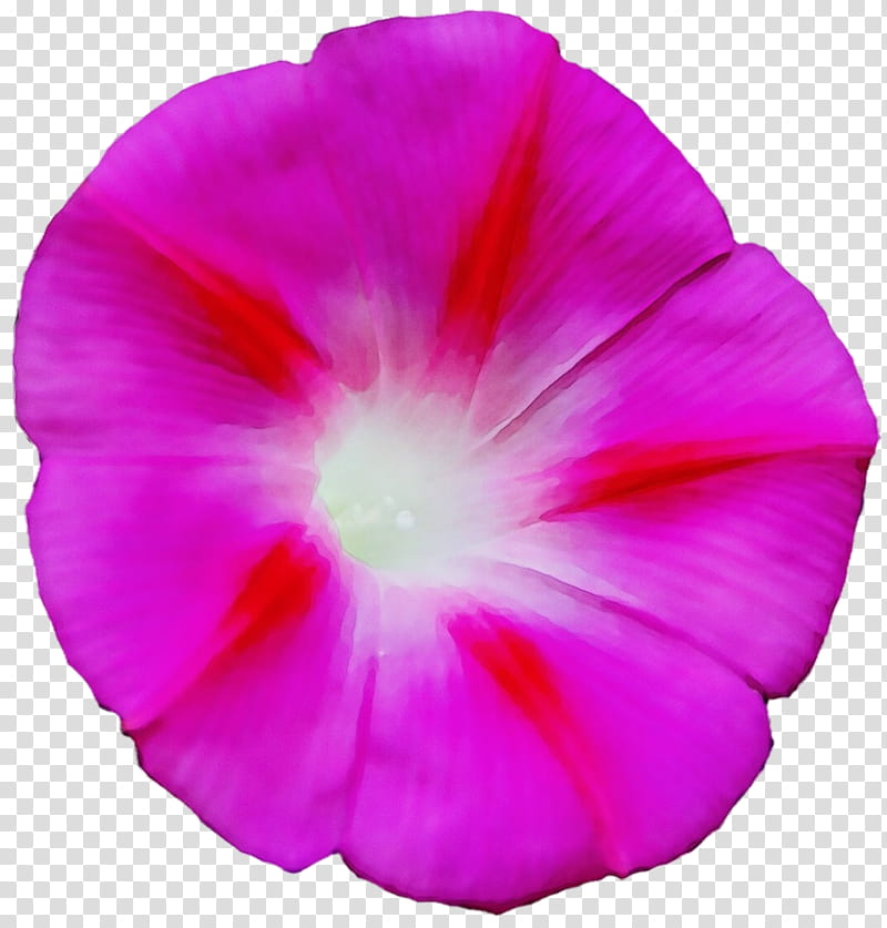 petal pink flower plant morning glory, Watercolor, Paint, Wet Ink, Morning Glory Family, Beach Moonflower, Magenta transparent background PNG clipart