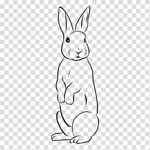 Book Drawing, Hare, Rabbit, European Rabbit, Thumper, White, Rabbits And Hares, Line Art transparent background PNG clipart