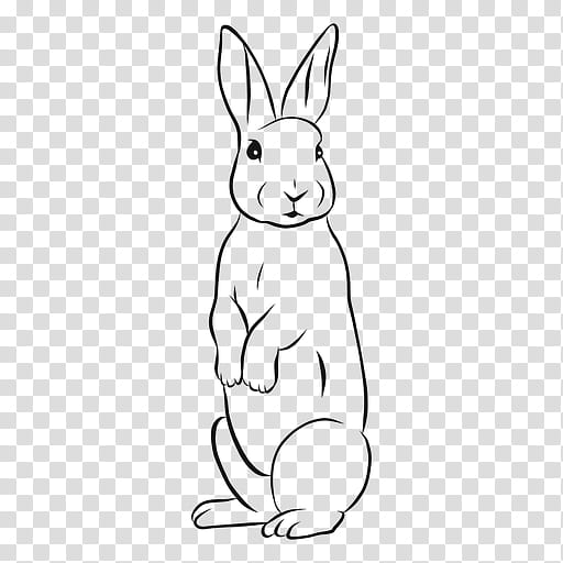 Book Drawing, Hare, Rabbit, European Rabbit, Thumper, White, Rabbits And  Hares, Line Art transparent background PNG clipart