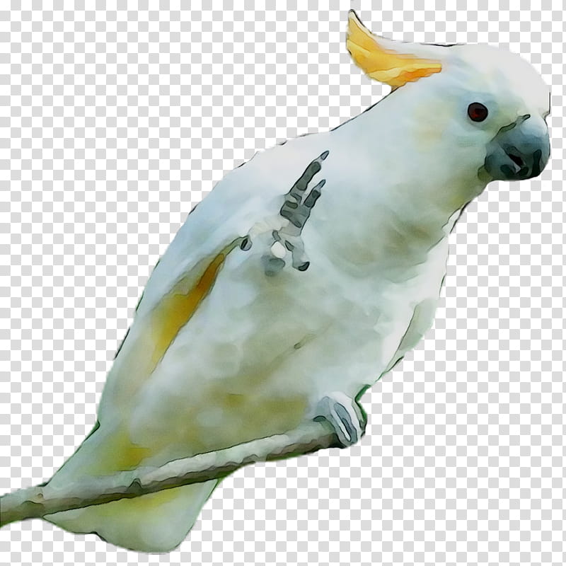 Bird Parrot, Cockatiel, Lovebird, Sulphurcrested Cockatoo, Parakeet, Pet, Feather, Beak transparent background PNG clipart