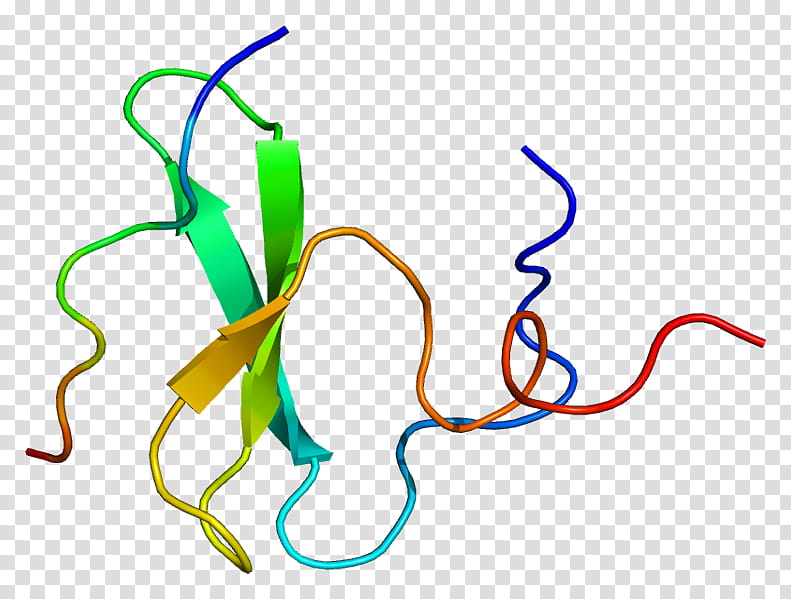 Yap1 Line, Protein, Gene, Oncogene, Cancer, Erbb4, Lats1, Cell transparent background PNG clipart