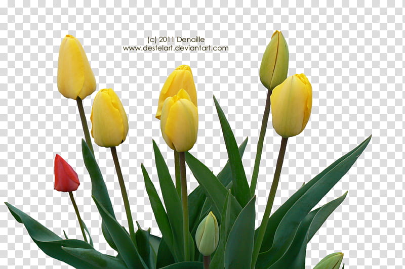 Spring mix, yellow tulip buds transparent background PNG clipart