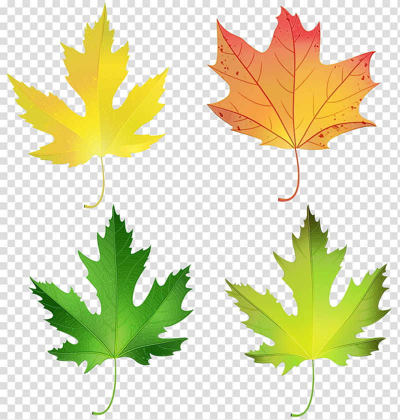 Canada Maple Leaf, Watercolor, Paint, Wet Ink, Autumn Leaf Color, Sugar Maple, Red, Petal transparent background PNG clipart