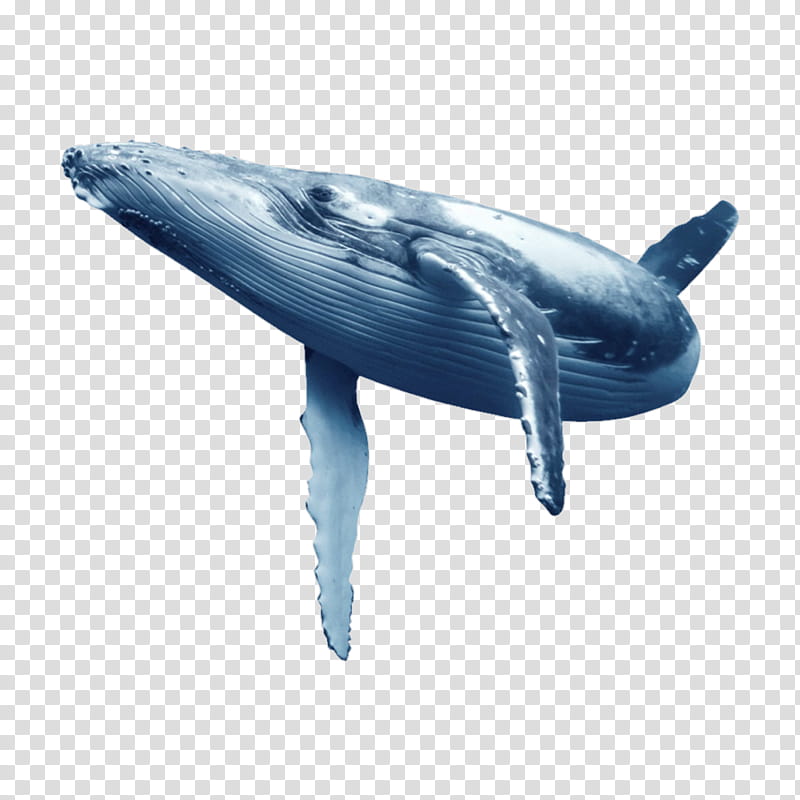 Whale, Blue Whale, Dolphin, Whales, Baleen Whale, Beluga Whale, Oceanic Dolphin, Humpback Whale transparent background PNG clipart
