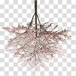 MMD STAGE Strolling on Sunday, upside-down pink tree transparent background PNG clipart