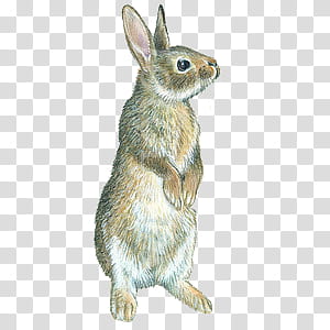 wonderland, brown and gray rodent transparent background PNG clipart