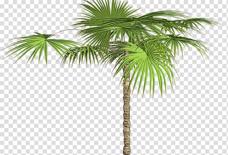 Palm Tree Silhouette, Asian Palmyra Palm, Palm Trees, Coconut, Babassu, Date Palms, Plants, Sabal transparent background PNG clipart