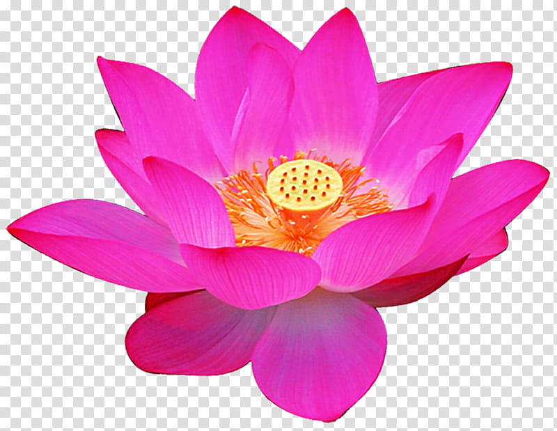 Neon Pink Lotus transparent background PNG clipart