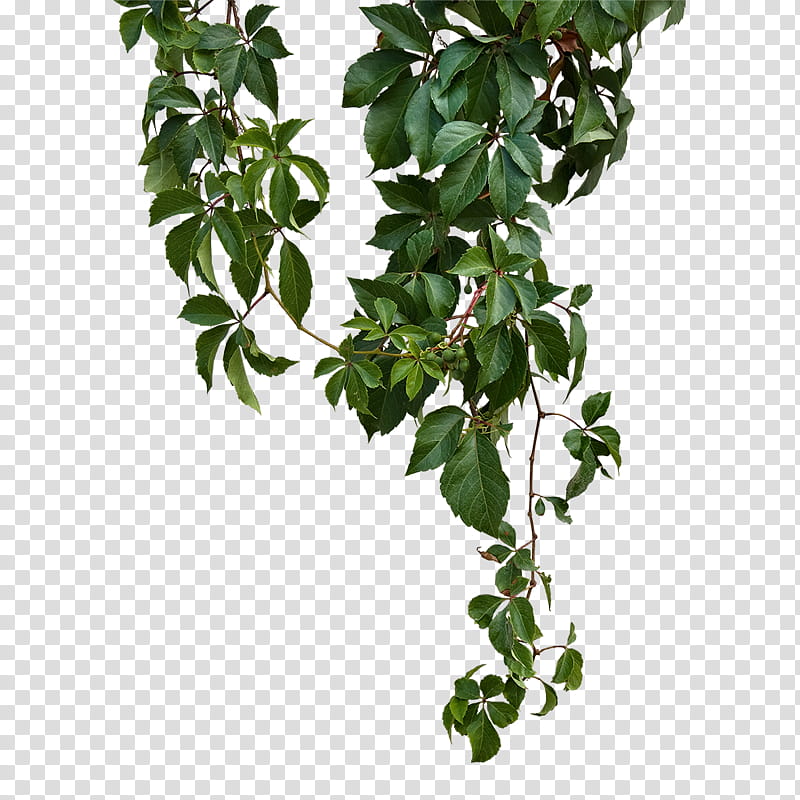 Ivy Leaf, Vine, Plants, Branch, Plant Stem, Tree, Common Ivy, Evergreen transparent background PNG clipart