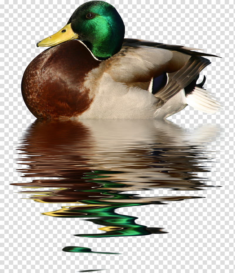 Watercolor, Duck, Goose, Cygnini, Mallard, Bird, Watercolor Painting, Canada Goose transparent background PNG clipart