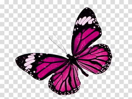 pink and black butterfly clipart painted