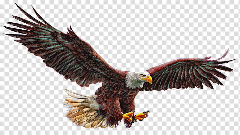 bird bird of prey eagle accipitridae bald eagle, Beak, Wing, Kite transparent background PNG clipart