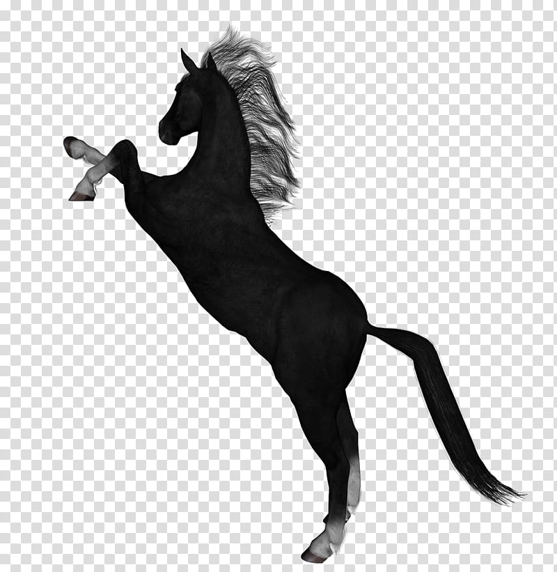 D Horses , black and white horse transparent background PNG clipart ...