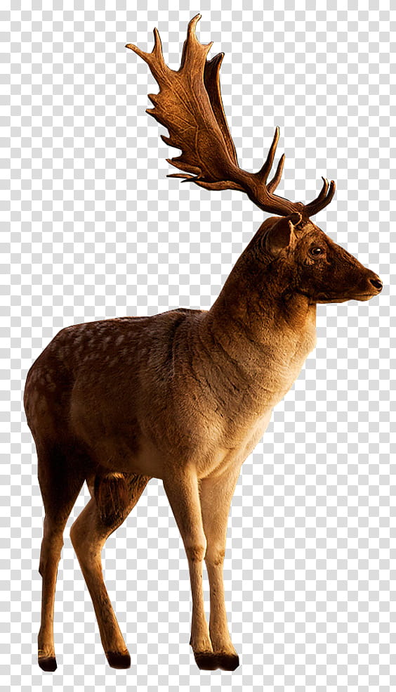 Picsart, Moose, Deer, Tutorial, Manipulation, Reindeer, Elk, Antler transparent background PNG clipart