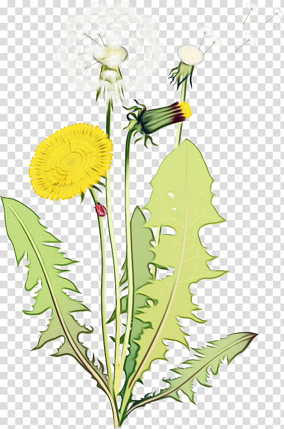 flower dandelion plant dandelion yellow, Watercolor, Paint, Wet Ink, Native Sowthistle, Perennial Sowthistle, Sow Thistles, Leaf transparent background PNG clipart