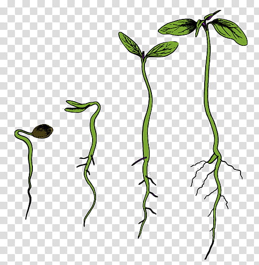 plant plant stem leaf flower legume, Nepenthes, Pedicel, Carnivorous Plant, Arum Family transparent background PNG clipart