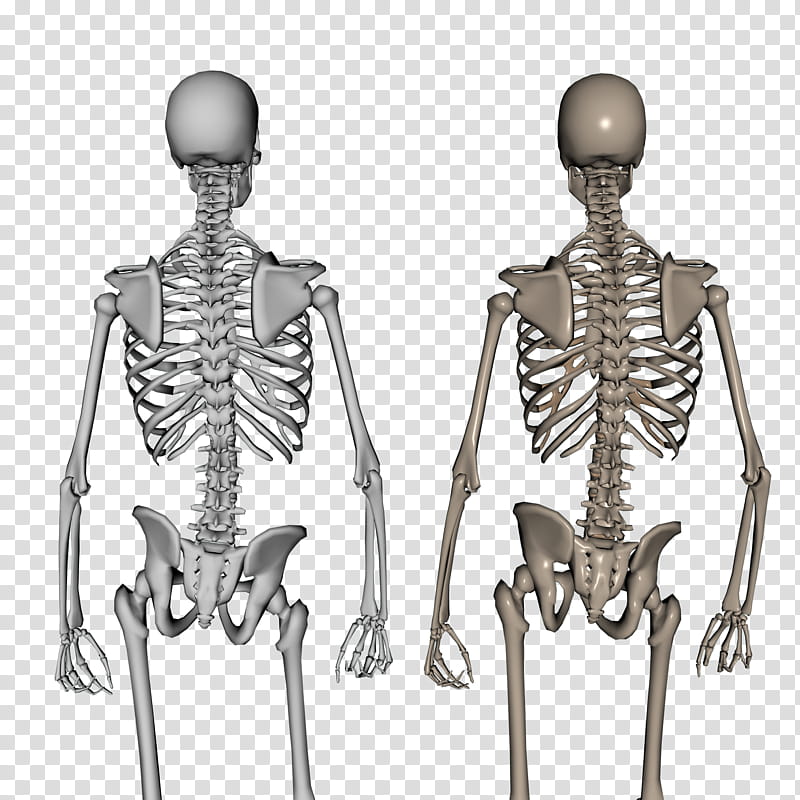 Skeleton Back, two gray and white skeleton illustrations transparent background PNG clipart