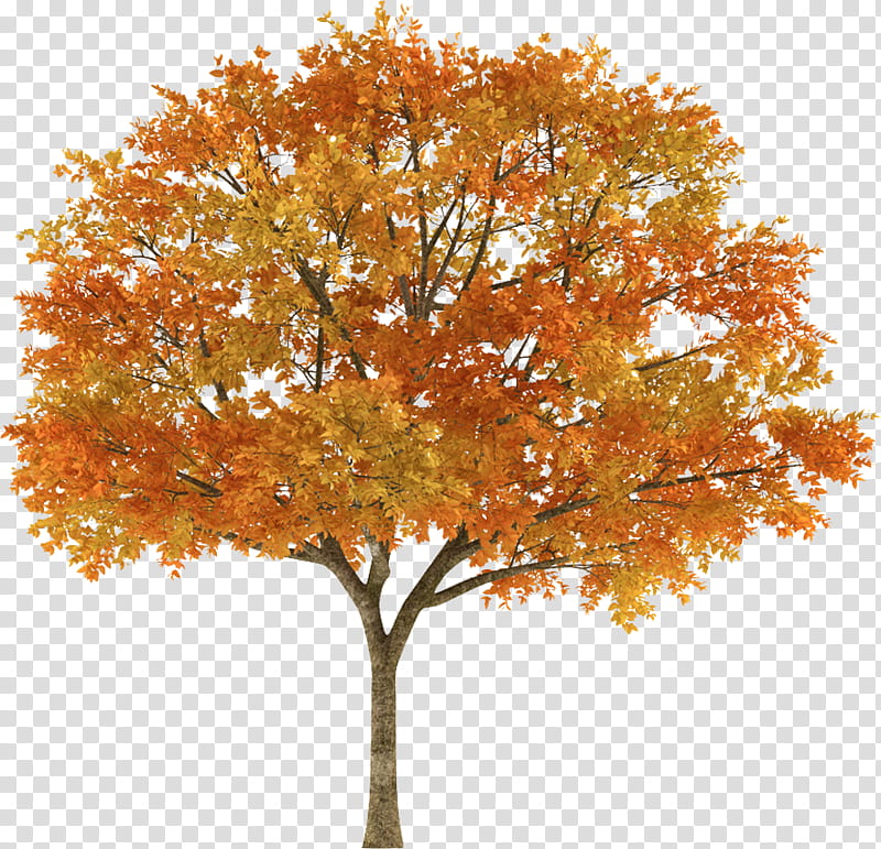 Things, orange-leafed tree transparent background PNG clipart