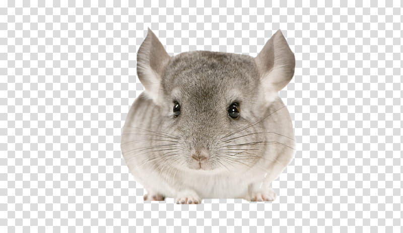 chinchilla gerbil rat mouse muridae, Rabbit, Snout transparent background PNG clipart