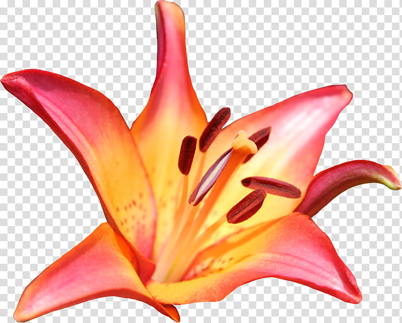 Lilly , yellow and pink lily flower in bloom transparent background PNG clipart