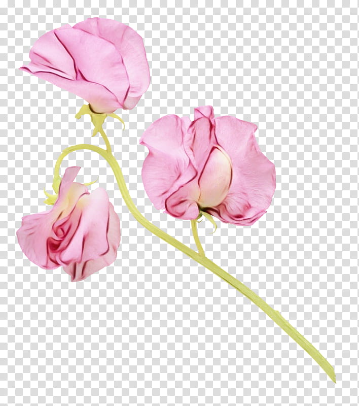 flower pink petal cut flowers flowering plant, Watercolor, Paint, Wet Ink, Sweet Pea, Pedicel, Sweet Peas transparent background PNG clipart