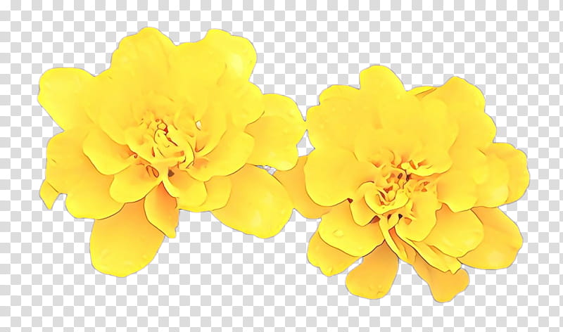 Yellow Flower, Cartoon, Petal, Plant, Tagetes transparent background PNG clipart