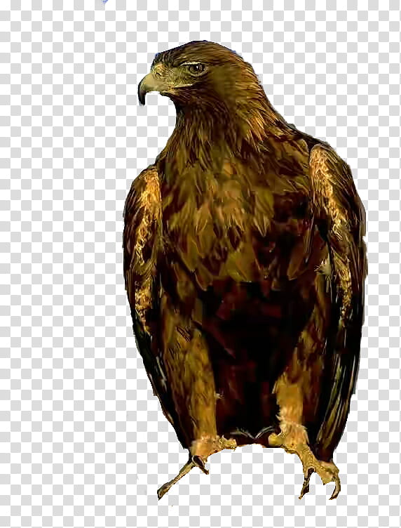 bird golden eagle bird of prey eagle accipitridae, Kite, Hawk, Beak, Falcon transparent background PNG clipart