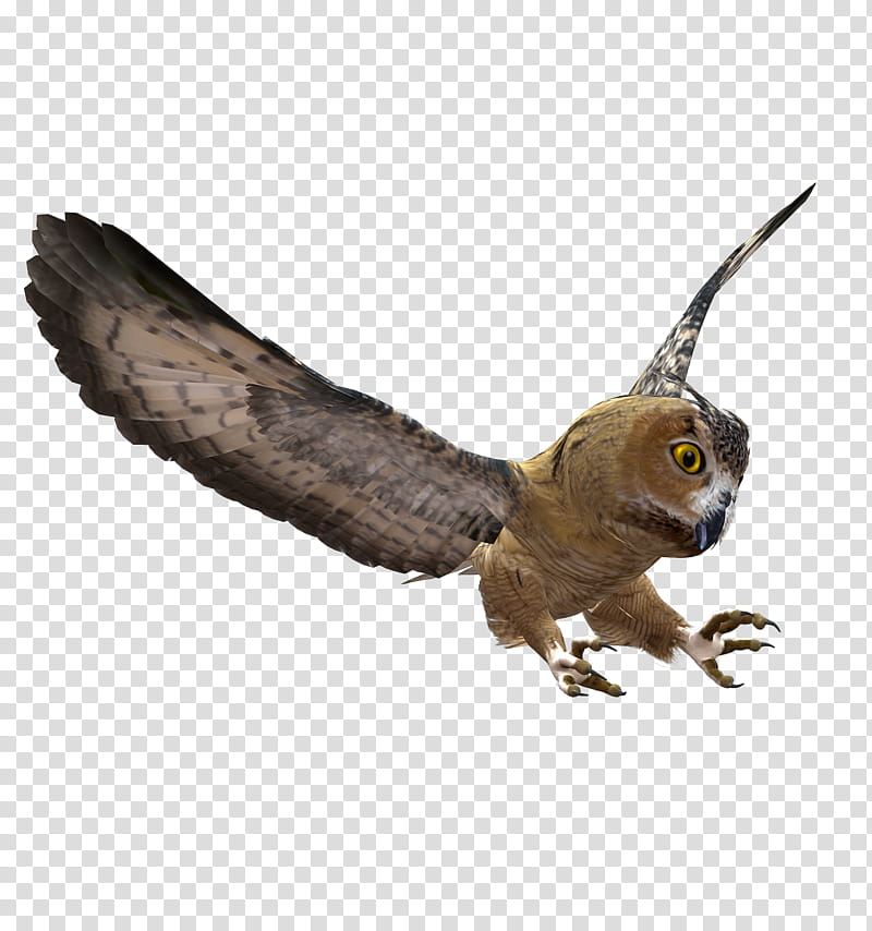 E S Owl, brown and black owl flying transparent background PNG clipart