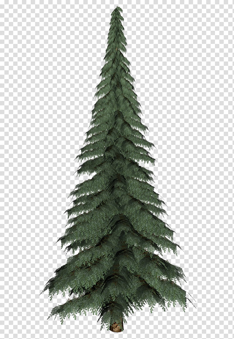 fir tree, pine tree transparent background PNG clipart