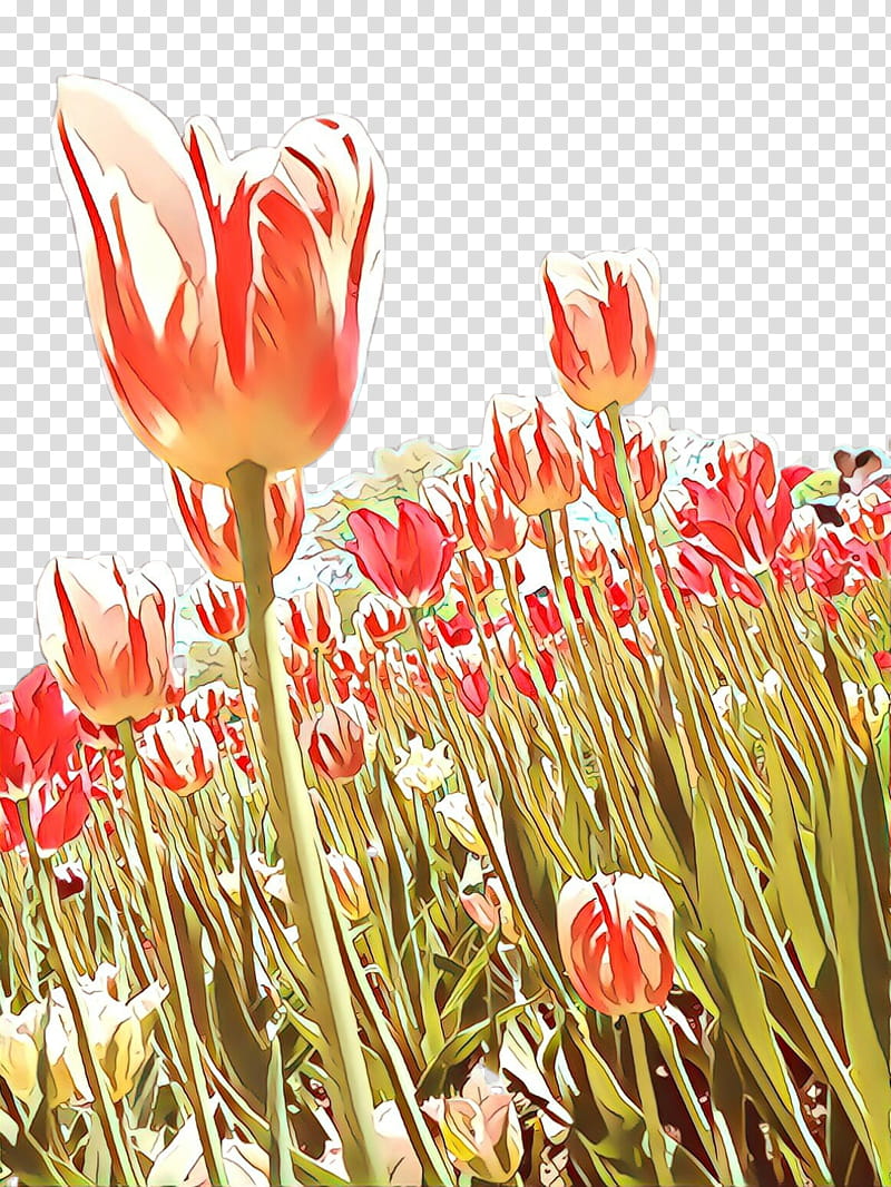 Tulip Flower, Cartoon, Floristry, Petal, Wildflower, Plant Stem, Plants, Flowering Plant transparent background PNG clipart