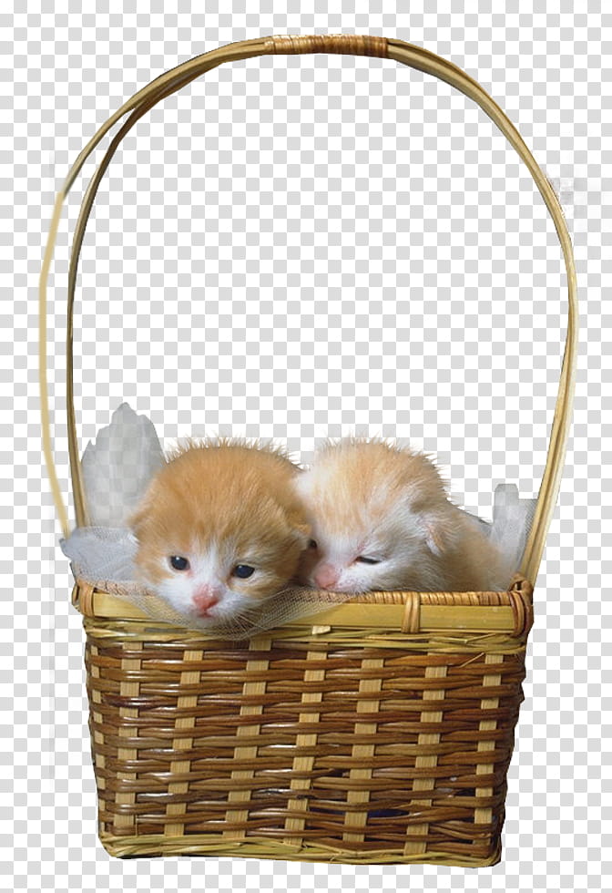 cats , two orange kittens inside brown wicker basket transparent background PNG clipart