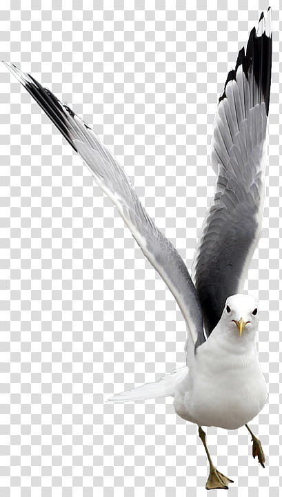 Feather, Bird, White, Gull, Beak, Wing, Seabird, European Herring Gull transparent background PNG clipart