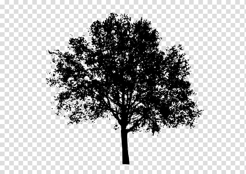 Black And White Flower, Silhouette, Tree, Oak, Drawing, Woody Plant, Leaf, Branch transparent background PNG clipart