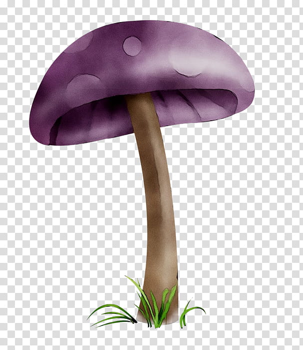 Mushroom, Purple, Flower, Violet, Plant, Edible Mushroom, Fungus, Plant Stem transparent background PNG clipart