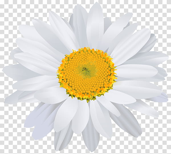 Poppy Flower, Art Museum, Oxeye Daisy, Chrysanthemum, Roman Chamomile, Plants, Chamomiles, Daisy Family transparent background PNG clipart