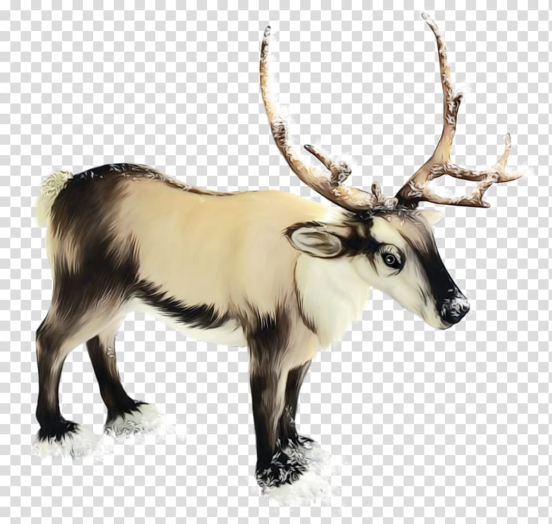 Santa Claus, Rudolph, Reindeer, Antler, Horn, Elk, Wildlife, Barren Ground Caribou transparent background PNG clipart