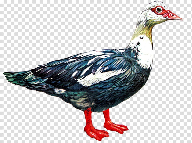 Duck, Goose, American Pekin, Chicken, Peking Duck, Grey Geese, Animal, Drawing transparent background PNG clipart