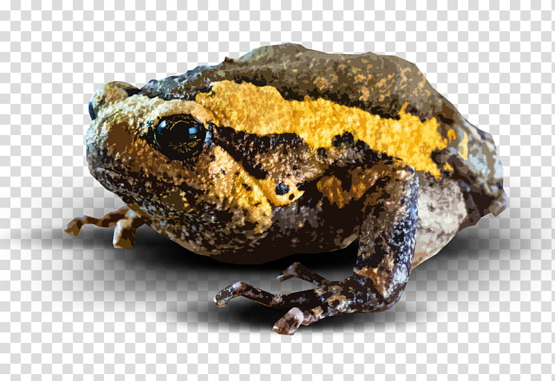 Frog, Amphibians, True Frog, Toad, Animal, True Toad, Eleutherodactylus, Boreal Toad transparent background PNG clipart