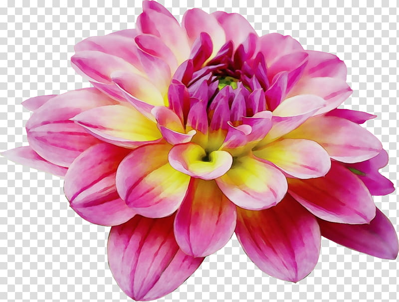 flower flowering plant petal pink plant, Watercolor, Paint, Wet Ink, Dahlia, Violet, Purple, Cut Flowers transparent background PNG clipart