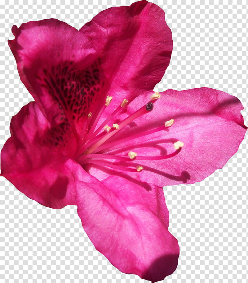 Pink Rhododendren, pink azalea flower on black background transparent background PNG clipart
