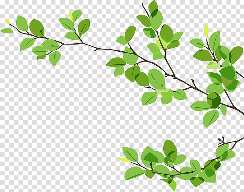 Leaves, Twig, Branch, Leaf, Tree, Trees And Leaves, Gum Trees, Plant transparent background PNG clipart