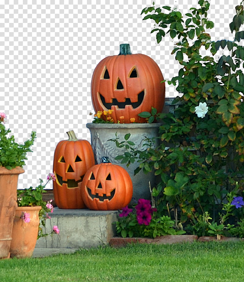 Halloween Pumkin Display DSC , three orange pumpkin garden decors beside green plants transparent background PNG clipart