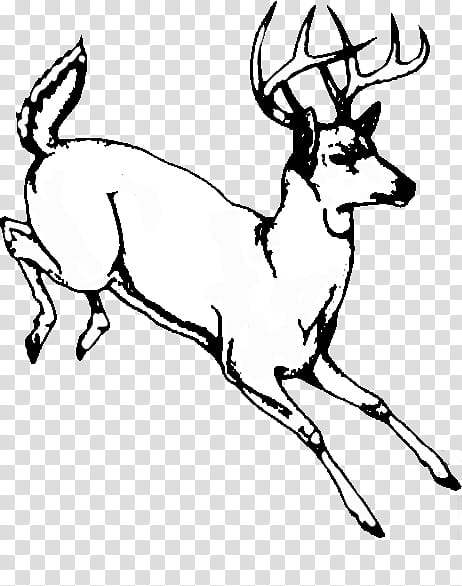 Book Black And White, Whitetailed Deer, Line Art, Drawing, Drawing Modern, Painting, Silhouette, Coloring Book transparent background PNG clipart
