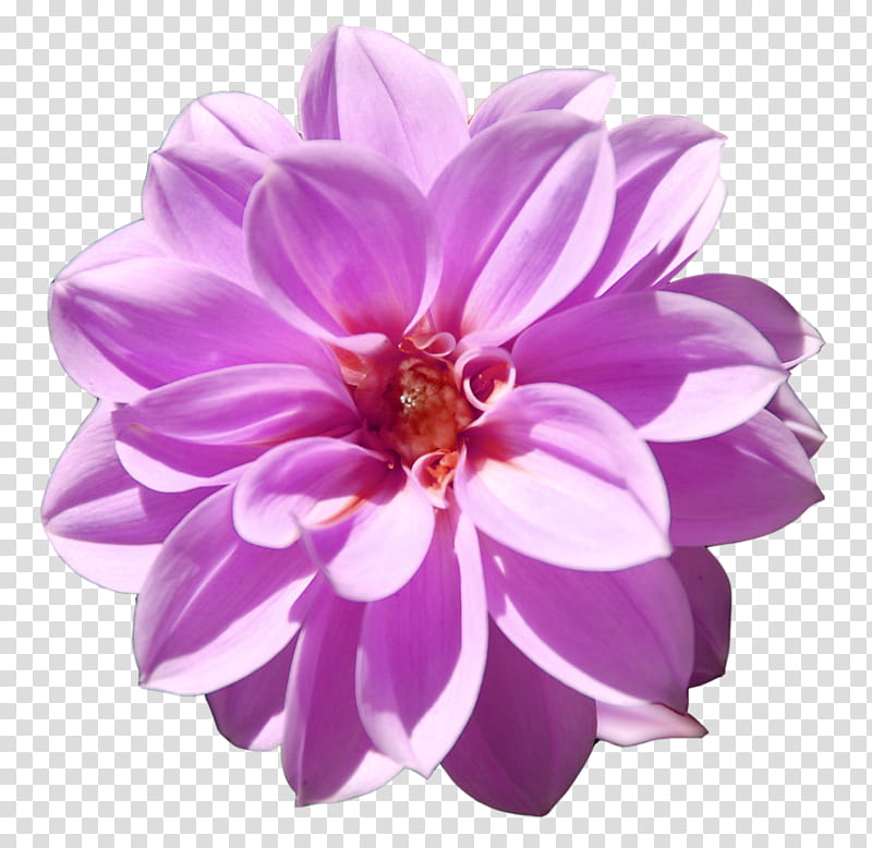 Spring Blooming, pink Dahlia flower on black background transparent background PNG clipart